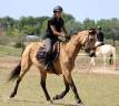 Mare No Origin Recorded For sale 2021 Buckskin