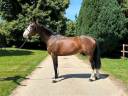 Gelding Zangersheide For sale 2017 Bay