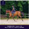 Mare Thoroughbred For sale 2020 Bay