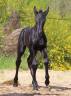 Mare Friesian Cross For sale 2025 Roan