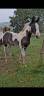 Colt Other Horse Breed For sale 2025 Tobiano
