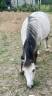 Gelding Welsh Pony (Section B) For sale 2019 Grey