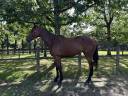 Gelding Irish Thoroughbred For sale 2021 Bay