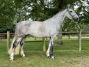 Mare Irish Sport Horse For sale 2017 Grey
