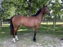 Mare Origin Recorded For sale 2023 Bay