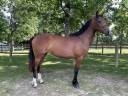Mare Origin Recorded For sale 2023 Bay