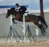 Gelding Belgian Riding Pony For sale 2015 Bay