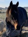 Mare AQPS For sale 2021 Bay