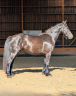 Mare Mérens For sale 2022 Black