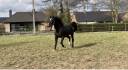 Gelding sBs Belgian Warmblood For sale 2020 Bay