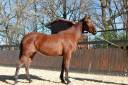 Mare PRE Pure Spanish Bred For sale 2022 Bay