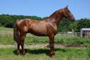Entire PRE Pure Spanish Bred For sale 2022 Chesnut
