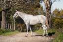 Entire PRE Pure Spanish Bred For sale 2023 Grey