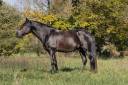 Stallion PRE Pure Spanish Bred For sale 2020 Black