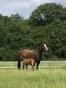 Stableman - Permanent contract Full time - Yvelines France