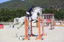 Gelding Selle Français For sale 2011 Grey