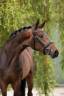 Mare sBs Belgian Warmblood For sale 2020 Brown
