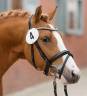 Gelding Dutch Riding Pony For sale 2013 Chesnut