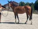 Gelding Selle Français For sale 2022 Bay