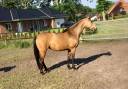 Broodmare German Riding Pony, Deutsches Reitpony For sale 2015 Buckskin