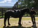 Mare Mérens For sale 2016 Black