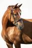 Lovely Young Mare with MSLT Pedigree, in Foal to Tokyo 