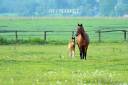 Equestrian property  Rhône