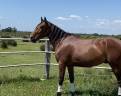 Gelding Lusitano For sale 2021 Bay
