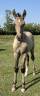 Colt Lusitano For sale 2025 Buckskin