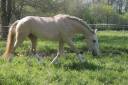Stallion Lusitano For sale 2023 Palomino