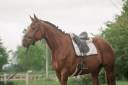 Mare AES Anglo European Studbook For sale 2018 Liver chestnut
