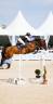 Gelding Zangersheide For sale 2016 Dark Bay