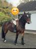 Gelding No Origin Recorded For sale 2020 Dark Bay