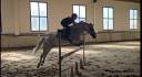 Gelding Connemara For sale 2011 Grey