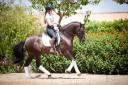 Gelding PRE Pure Spanish Bred For sale 2019 Black