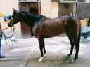 Gelding English Thoroughbred For sale 2022 Bay