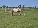 Broodmare Origin Recorded For sale 2019 Coloured