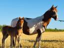 Broodmare Origin Recorded For sale 2019 Coloured