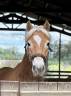 Gelding Haflinger For sale 2017 Chesnut