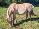 Mare Fjord For sale 2005 Buckskin