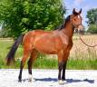 Filly Zangersheide For sale 2023 Bay
