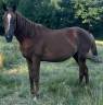 Mare Selle Français For sale 2020 Chesnut