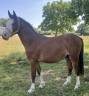 Entire French Saddle Pony For sale 2023 Bay