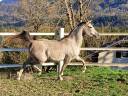 Filly Arabian For sale 2022 Grey