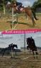 Mare Other Horse Breed For sale 2019 Bay