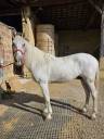 Gelding PRE Pure Spanish Bred For sale 2011 Grey