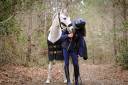 Gelding Connemara For sale 2012 Grey