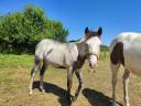 Colt Origin Recorded For sale 2024 Overo