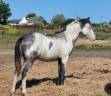 Colt Origin Recorded For sale 2024 Overo