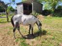Colt Origin Recorded For sale 2024 Overo